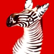 Zebra Fridge Magnet